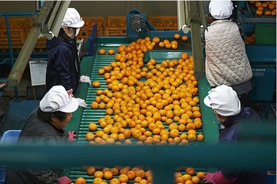 nfc orange juice4 nfc orange juice4